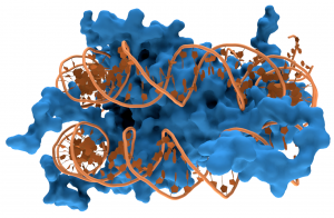 Image of a Nucleosome Model