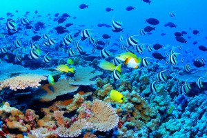 Clouds of reef fish and corals, French frigate shoals, NWHI