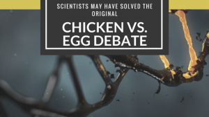 Ivana De Domenico- Chicken vs. Egg Debate
